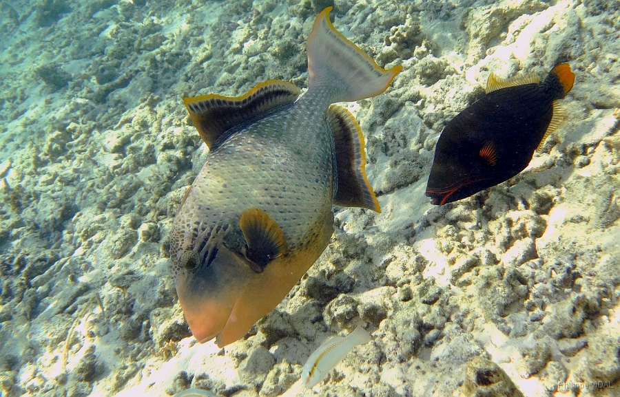 IMG_0193rc_Maldives_Madoogali_Baliste geant ou ponctue-Pseudobalistes flavimarginatus.jpg